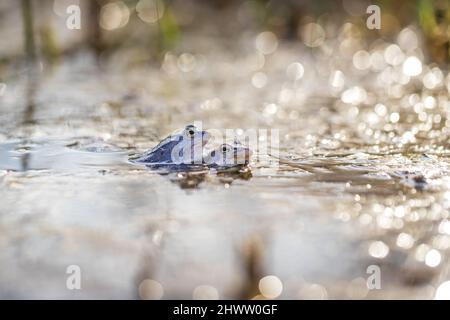 Grenouille bleue à la surface d'un marais. La grenouille à queue bleue - rana arvalis au moment de l'accouplement se trouve à la surface de l'étang. Son image est reflétée Banque D'Images