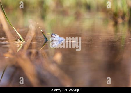 Grenouille bleue à la surface d'un marais. La grenouille à queue bleue - rana arvalis au moment de l'accouplement se trouve à la surface de l'étang. Son image est reflétée Banque D'Images