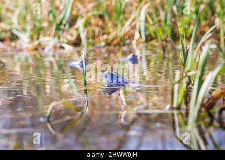 Grenouille bleue - Rana arvalis dans l'eau au moment de l'accouplement. Photo sauvage de la nature. La photo a un joli bokeh. Banque D'Images