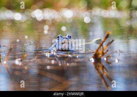 Grenouille bleue - grenouille Arvalis à la surface d'un marais.Photo de nature sauvage Banque D'Images