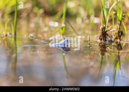 Grenouille bleue - Rana arvalis dans l'eau au moment de l'accouplement. Photo sauvage de la nature. La photo a un joli bokeh. Banque D'Images