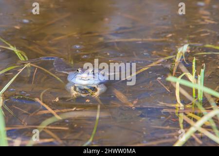 Grenouille bleue - grenouille Arvalis à la surface d'un marais.Photo de nature sauvage Banque D'Images