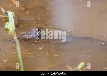 Grenouille bleue - grenouille Arvalis à la surface d'un marais.Photo de nature sauvage Banque D'Images