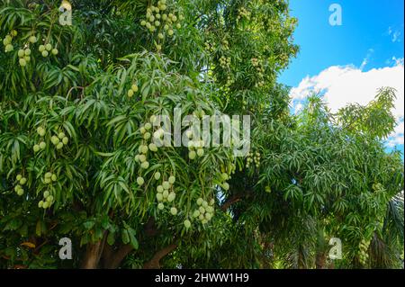 Arbre sauvage de Mango en terre dominicaine. Mangue verte sauvage sur bois. Fruits des Caraïbes sur la nature sauvage. Espace de copie et grand angle Banque D'Images