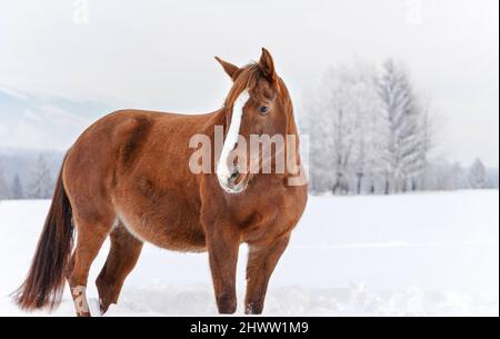 Cheval brun debout dans la neige, arbres flous en arrière-plan Banque D'Images