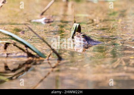 Grenouille bleue - grenouille Arvalis à la surface d'un marais.Photo de nature sauvage Banque D'Images