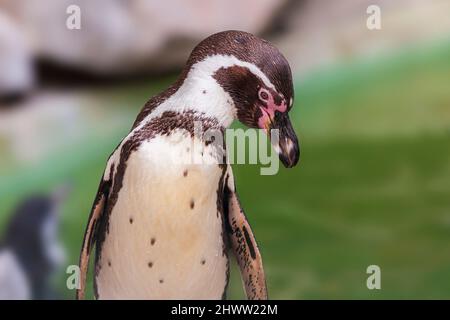 Sphenisciformes - Penguin - portrait gros plan avec fond gris de roche. Banque D'Images