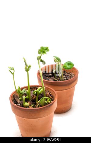 Cliché vertical d'un groupe de germes de soja surpeuplés dans deux pots sur un fond blanc avec un espace de copie. Banque D'Images