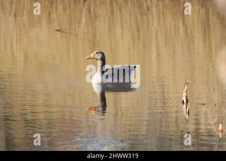 Graylag Goose nageant sur un lac dans une réserve naturelle le jour du printemps, comté de Durham, Angleterre, Royaume-Uni. Banque D'Images