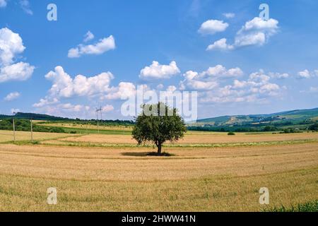 Vue aérienne sur le paysage d'un arbre vert qui pousse entre les champs agricoles jaunes cultivés avec des cultures en mûrissement le jour d'été brillant. Banque D'Images