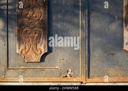 Curieux petit chien blanc regardant à travers le trou dans une vieille porte rouillée ou une porte Banque D'Images