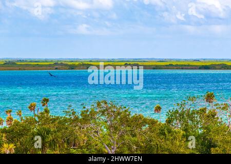 Vue panoramique sur le lagon de Muyil depuis la tour en bois située dans la forêt tropicale de la jungle avec des palmiers du parc national de Sian Ka'an Muy Banque D'Images