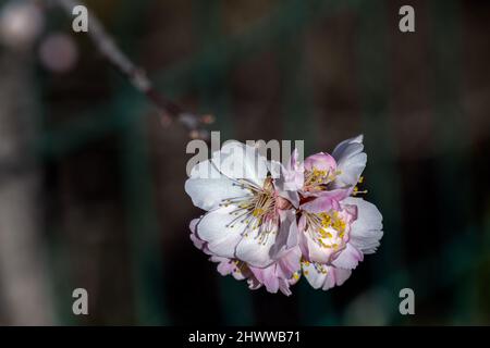 Grappe de fleurs d'amande blanche et rose en hiver, gros plan Banque D'Images