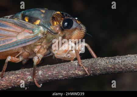 Nature faune macro image de Cicada sur la jungle profonde Banque D'Images