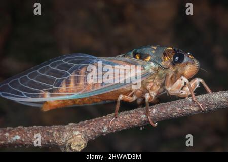 Nature faune macro image de Cicada sur la jungle profonde Banque D'Images