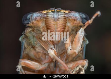 Nature faune macro image de Cicada sur la jungle profonde Banque D'Images