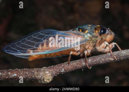 Nature faune macro image de Cicada sur la jungle profonde Banque D'Images