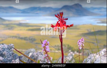 Gros plan des cloches de Noël tasmaniennes fleurissent sur le mont Eliza près du lac Pedder, parc national du Sud-Ouest, Tasmanie Banque D'Images