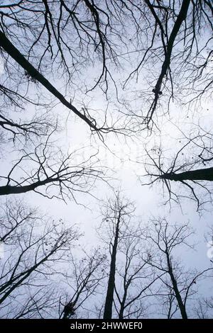 Parc national de Kettle Moraine, unité de pic de Lapham, Delafield, Wisconsin. Banque D'Images