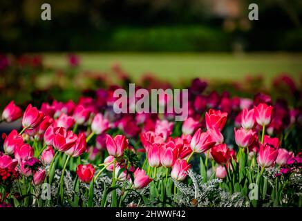 Des tulipes fleurissent aux jardins de Bellingrath, le 4 mars 2022, à Theodore, Alabama. Les jardins de 65 hectares ont ouvert au public en 1932. Banque D'Images