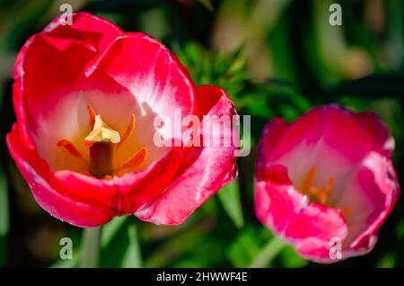 Des tulipes fleurissent aux jardins de Bellingrath, le 4 mars 2022, à Theodore, Alabama. Les jardins de 65 hectares ont ouvert au public en 1932. Banque D'Images