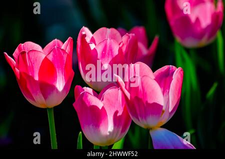 Des tulipes fleurissent aux jardins de Bellingrath, le 4 mars 2022, à Theodore, Alabama. Les jardins de 65 hectares ont ouvert au public en 1932. Banque D'Images