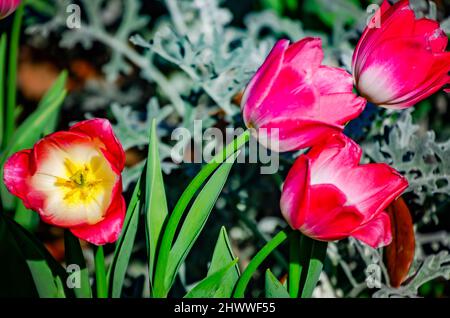 Des tulipes fleurissent aux jardins de Bellingrath, le 4 mars 2022, à Theodore, Alabama. Les jardins de 65 hectares ont ouvert au public en 1932. Banque D'Images