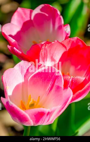 Des tulipes fleurissent aux jardins de Bellingrath, le 4 mars 2022, à Theodore, Alabama. Les jardins de 65 hectares ont ouvert au public en 1932. Banque D'Images