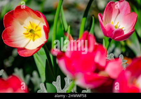 Des tulipes fleurissent aux jardins de Bellingrath, le 4 mars 2022, à Theodore, Alabama. Les jardins de 65 hectares ont ouvert au public en 1932. Banque D'Images