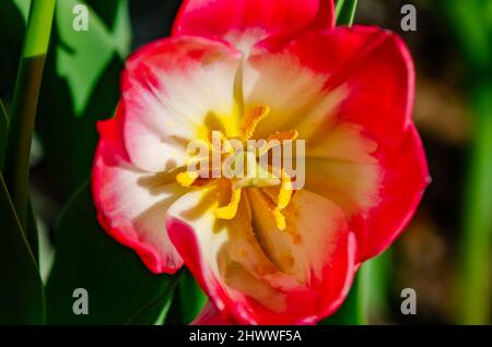 Une tulipe fleurit aux jardins de Bellingrath, le 4 mars 2022, à Theodore, Alabama. Les jardins de 65 hectares ont ouvert au public en 1932. Banque D'Images