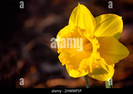 Une jonquille jaune (Narcissus) fleurit aux jardins de Bellingrath, le 4 mars 2022, à Theodore, Alabama. Les jardins de 65 hectares ont ouvert au public en 1932. Banque D'Images