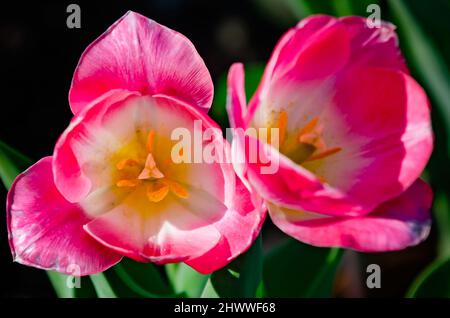 Des tulipes fleurissent aux jardins de Bellingrath, le 4 mars 2022, à Theodore, Alabama. Les jardins de 65 hectares ont ouvert au public en 1932. Banque D'Images