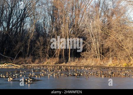 Troupeau mixte de bernaches du Canada et de canards colverts sur le lac, automne, É.-U., par Dominique Braud/Dembinsky photo Assoc Banque D'Images