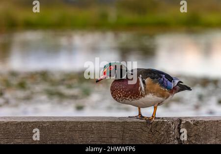 Un canard de bois en automne au Canada. Photo de voyage, mise au point sélective, aucune personne, espace de copie pour le texte, arrière-plan flou Banque D'Images