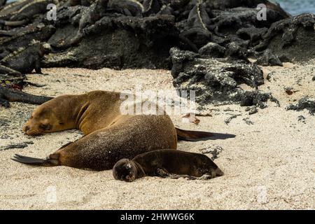 Photographie d'un lion de mer de Galapagos femelle et de son pup (Zalophus wollebaeki) à Isla Fernandina, Îles Gal‡pagos, Équateur. Banque D'Images