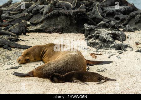 Photographie d'un lion de mer de Galapagos femelle et de son pup (Zalophus wollebaeki) à Isla Fernandina, Îles Gal‡pagos, Équateur. Banque D'Images