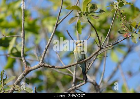 L'abeille européenne colorée se reposant sur une branche au-dessus de la rivière Banque D'Images