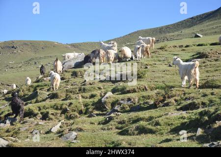 Vue d'un groupe de chèvres mangeant de l'herbe ensemble dans la région vallonnée de l'Himachal Pradesh Banque D'Images