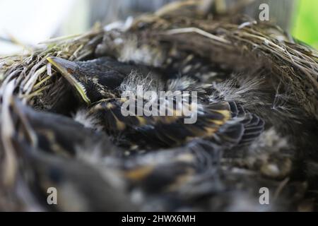 Nid d'oiseau avec progéniture au début de l'été. Oeufs et poussins d'un petit oiseau. Démarrage. Alimente les poussins. Banque D'Images