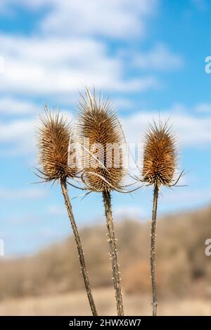 Tête de fleur de Dipsacus sativus sèche en hiver. Cuillère à café indienne (cuillère à café de Fuller) Thistle macro. Gros plan. Banque D'Images