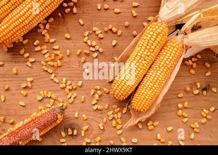 Cornobes et céréales sur fond de bois rustique, vue de dessus des cultures de maïs récoltées pour les concepts agricoles et de culture Banque D'Images