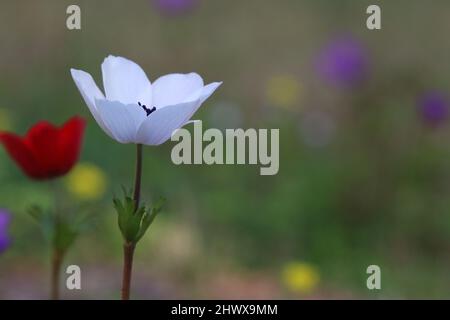 Plan macro d'une coronaire anémone blanche dans un pré de fleurs sauvages avec une fleur rouge en arrière-plan. fleurs d'anémone (anémone coronaria) au printemps Banque D'Images