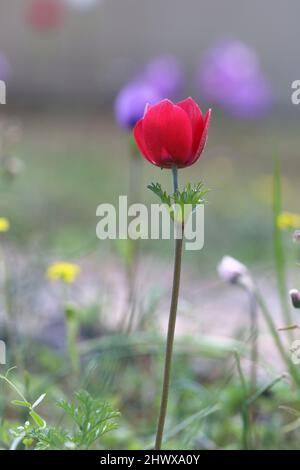 l'anémone fleurit (anémone coronaria) au printemps Banque D'Images