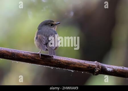 Nature faune oiseaux espèces de Snowy Browed flycatcher trouvé à Bornéo, Sabah, Malaisie Banque D'Images