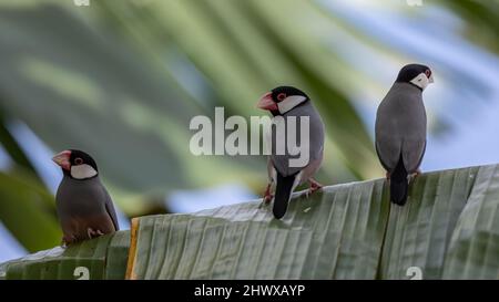 Une paire de beaux oiseaux parrow de Java (Lonchura oryzivora) Banque D'Images