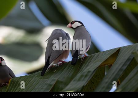 Une paire de beaux oiseaux parrow de Java (Lonchura oryzivora) Banque D'Images