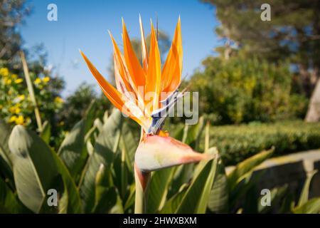 Strelitzia, oiseau de Paradis en pleine floraison dans le sud de la France Banque D'Images