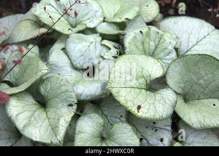 Brunnera macrophylla 'Looking Glass' (buégloss sibérien) Banque D'Images