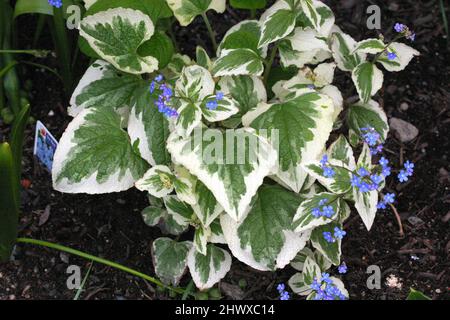 Brunnera macrophylla 'Variegata' (buegelloss sibérien) Banque D'Images