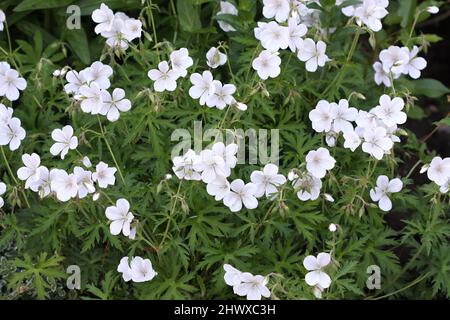 Geranium clackei 'Cachemire White' (Cranesbill) Banque D'Images